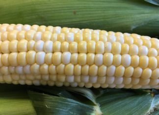 Corn on the Cob – Instant Pot